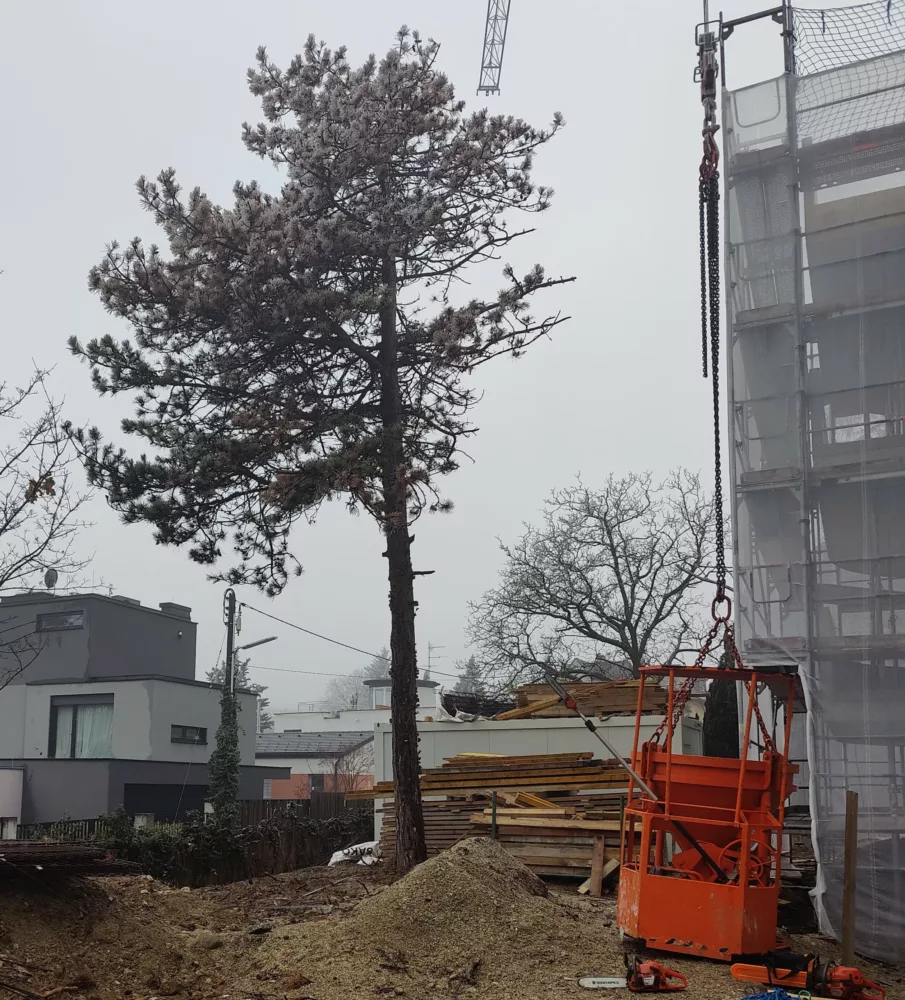 Hier ist ein SEO-optimierter Text für die Homepage mit der Dienstleistung „Bäume schneiden“ in Wien und Umgebung: Professionelles Bäume Schneiden in Wien und Umgebung