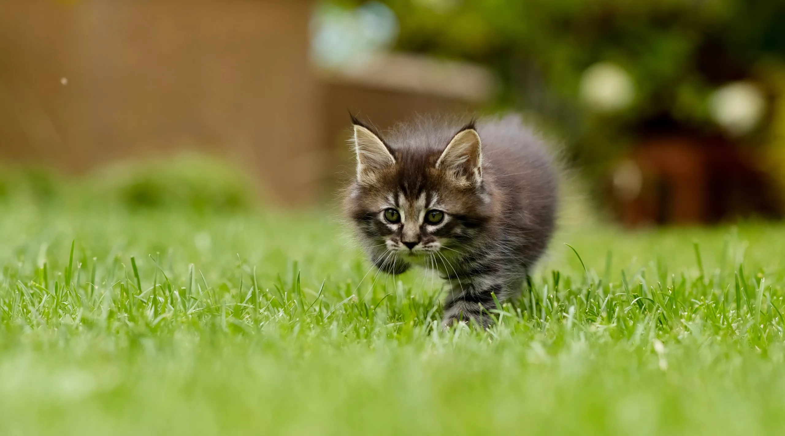 Rasensamen für Wien und Umgebung: Welche Mischung wirklich funktioniert